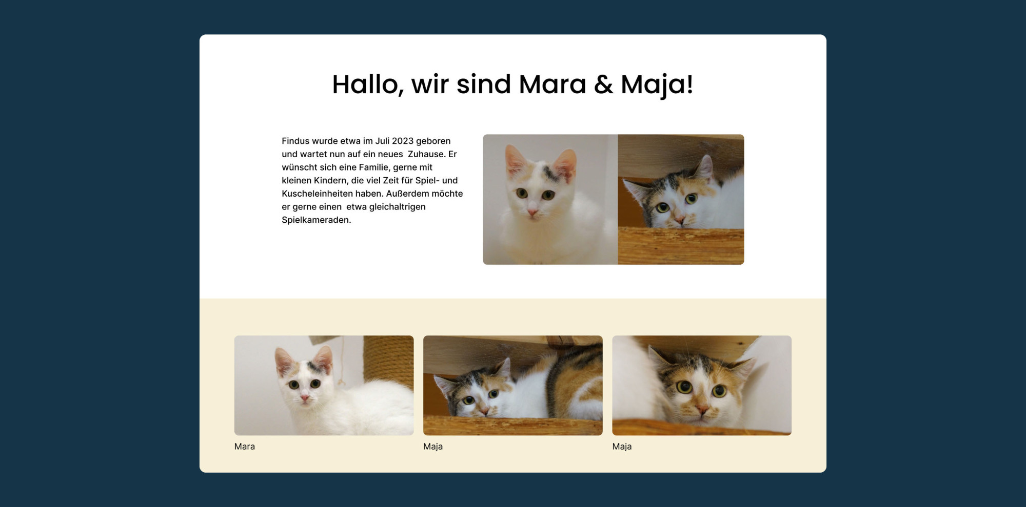 Yoshie's website design, showing the details of two cats waiting to be adopted.